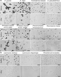 Attēlu rezultāti vaicājumam “Comatricha elegans var. microspora spores”