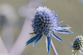 Attēlu rezultāti vaicājumam “Eryngium planum flower”