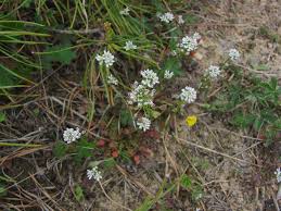 Attēlu rezultāti vaicājumam “Teesdalia nudicaulis”