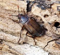 Attēlu rezultāti vaicājumam “Pandemis cinnamomeana female”