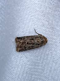 Attēlu rezultāti vaicājumam “Lycophotia porphyrea”