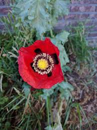 Attēlu rezultāti vaicājumam “Papaver somniferum flower”