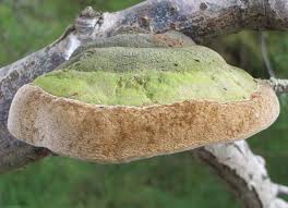Attēlu rezultāti vaicājumam “Phellinus robustus”
