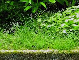 Attēlu rezultāti vaicājumam “Eleocharis acicularis”