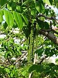 Attēlu rezultāti vaicājumam “Juglans x sinensis”