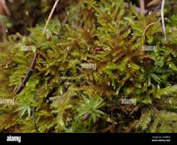 Attēlu rezultāti vaicājumam “Eurhynchiastrum pulchellum”