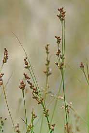 Attēlu rezultāti vaicājumam “Juncus gerardii”