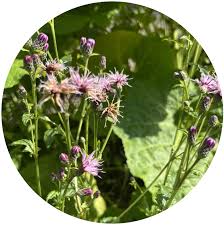 Attēlu rezultāti vaicājumam “Serratula tinctoria flower”