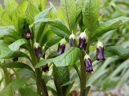 Attēlu rezultāti vaicājumam “Scopolia carniolica flower”
