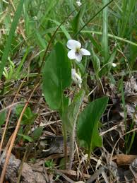 Attēlu rezultāti vaicājumam “Viola epipsila leaf”