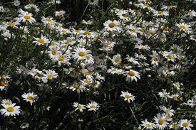 Image result for Chrysanthemum leucanthemum