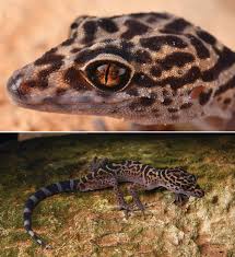 Attēlu rezultāti vaicājumam “Lycogala convexum young”