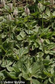 Attēlu rezultāti vaicājumam “Plantago media”