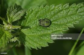 Attēlu rezultāti vaicājumam “Palomena prasina nymph”