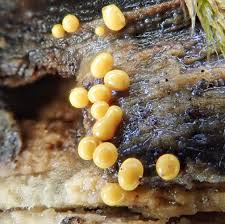 Attēlu rezultāti vaicājumam “Hemitrichia lutescens sessile”