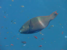 Image result for Scarus fuscopurpureus