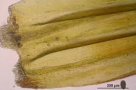 Attēlu rezultāti vaicājumam “Tomentypnum nitens”