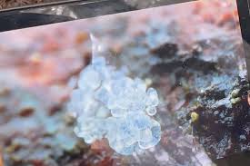 Attēlu rezultāti vaicājumam “Ceratiomyxa fruticulosa sessile”