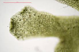 Attēlu rezultāti vaicājumam “Riccardia multifida”