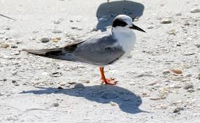 Image result for Sterna dougallii