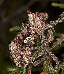 Attēlu rezultāti vaicājumam “Syngrapha interrogationis”