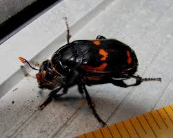 Attēlu rezultāti vaicājumam “Poecilochirus sp.”
