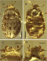 Attēlu rezultāti vaicājumam “Grynocharis oblonga”