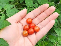 Afbeeldingsresultaat voor hawaiian white cherry tomato