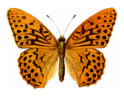 Attēlu rezultāti vaicājumam “Argynnis laodice underside”