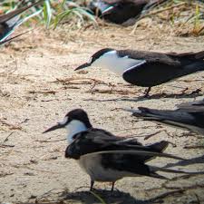 Image result for Onychoprion fuscatus