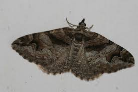 Attēlu rezultāti vaicājumam “Pareulype berberata”