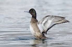 Image result for Aythya marila