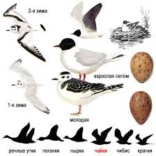 Attēlu rezultāti vaicājumam “Larus minutus adult”