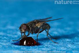 Attēlu rezultāti vaicājumam “Musca domestica”