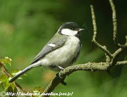Attēlu rezultāti vaicājumam “Parus major female”