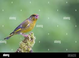 Attēlu rezultāti vaicājumam “Chloris chloris male”