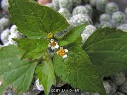 Attēlu rezultāti vaicājumam “Galinsoga quadriradiata leaf”
