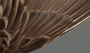 Attēlu rezultāti vaicājumam “Anthus trivialis adult”