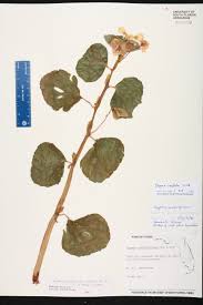 Image result for Begonia cucullata var. Hookeri
