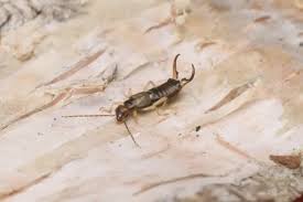 Attēlu rezultāti vaicājumam “Forficula auricularia male”