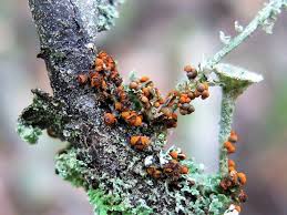 Attēlu rezultāti vaicājumam “Diderma deplanatum”