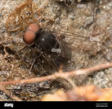 Attēlu rezultāti vaicājumam “Platypezidae”