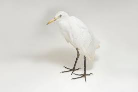 Attēlu rezultāti vaicājumam “Bubulcus ibis”