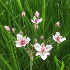 Attēlu rezultāti vaicājumam “Butomus umbellatus flower”