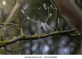 Attēlu rezultāti vaicājumam “Sylvia atricapilla male”