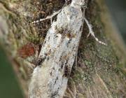 Attēlu rezultāti vaicājumam “Carpatolechia alburnella”