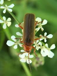 Attēlu rezultāti vaicājumam “Cantharis figurata”