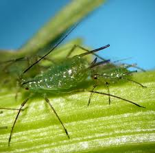 Attēlu rezultāti vaicājumam “Uroleucon cirsii”