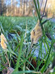 Attēlu rezultāti vaicājumam “Didymium spongiosum”