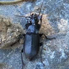 Attēlu rezultāti vaicājumam “Pterostichus melanarius”